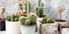 Discover the Top 10 Cactus Plants that will Beautify your Space